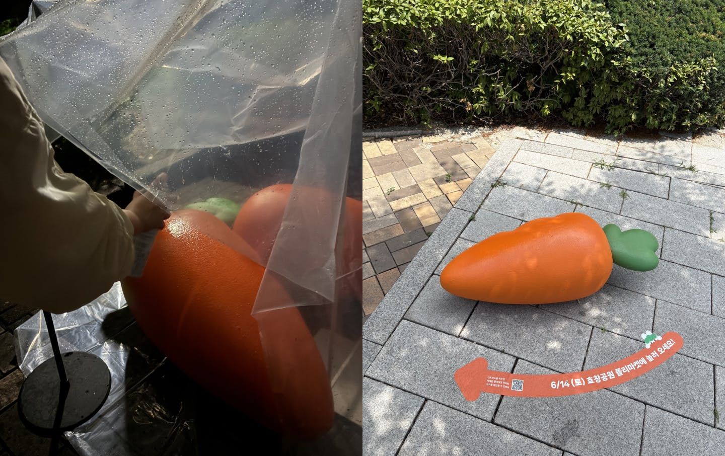 행사 전날 밤 비에 젖은 당근 조형물을 말리고, 다음 날 무사히 사용한 모습